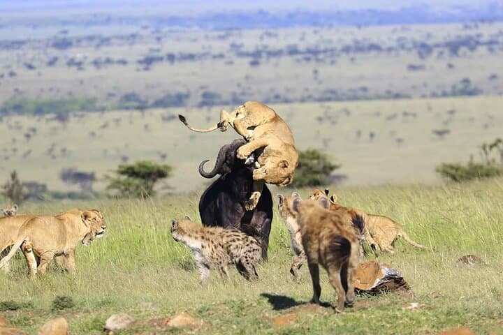 3 Days Masai Mara Safaris