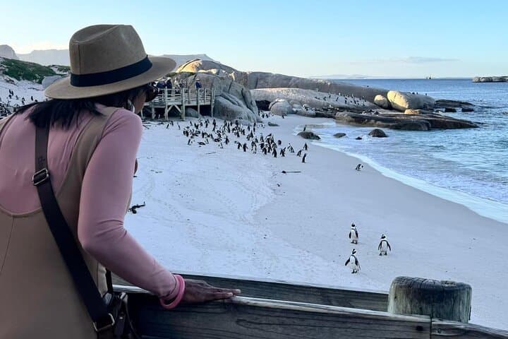 Half Day Private Penguins, Cape Point & Muizenberg Beach Tour