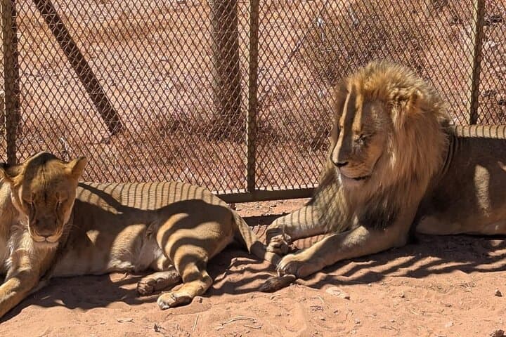 Sunset Aquila Private Game Reserve Big 5 Safari with Snacks