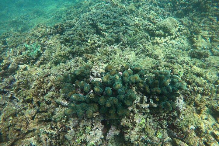 Snorkling i Unawatuna