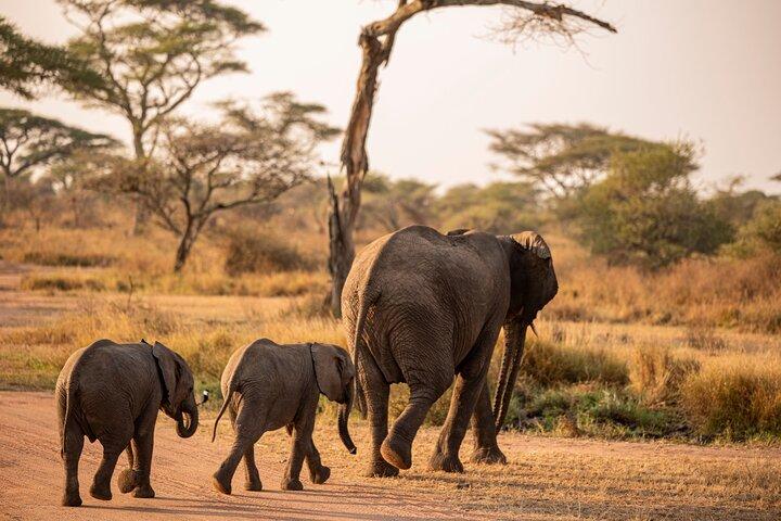 Safari privado de 5 días para acampar