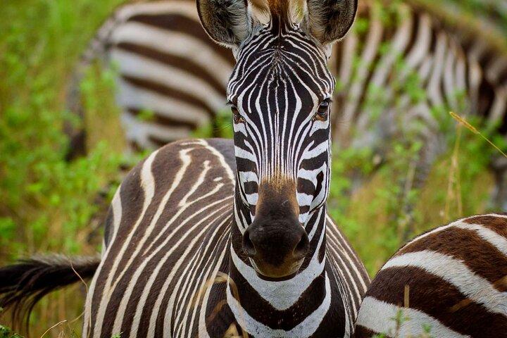 5-dagars Budget Camping Privat rundtur med 2 nätter i Serengeti