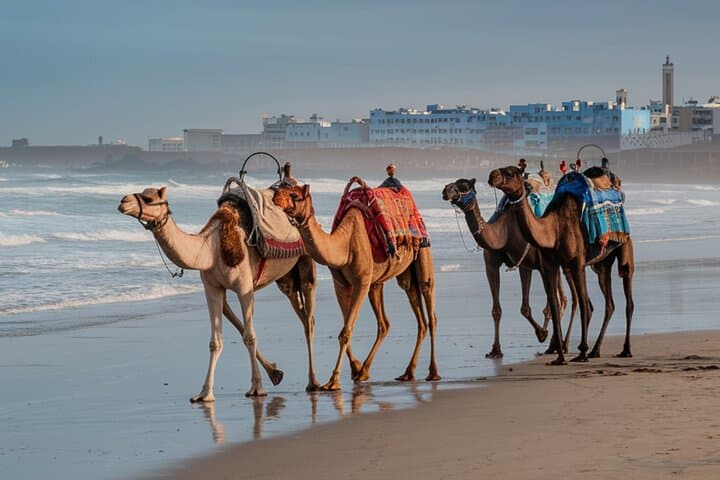 Essaouira Camel Rides In The Beach
