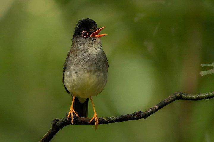 Monteverde Full Day Birding Expedition with FREE BINOCULARS