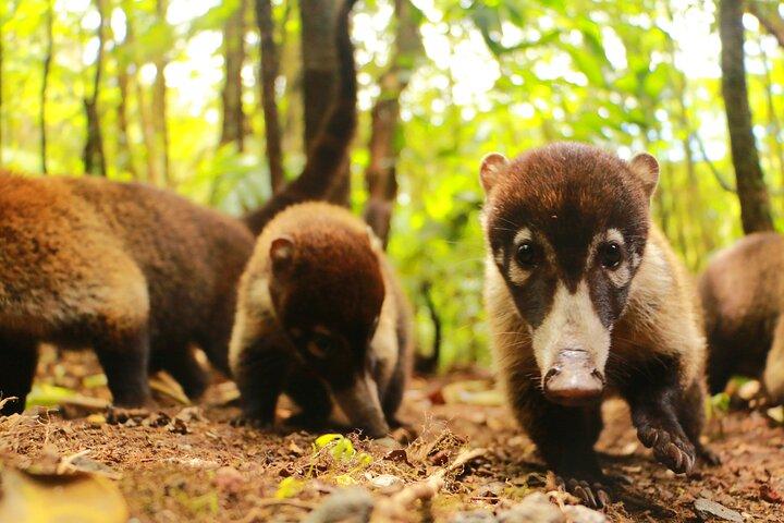 クリカンチャファミリー野生動物ツアー、無料バイノックと顕微鏡！