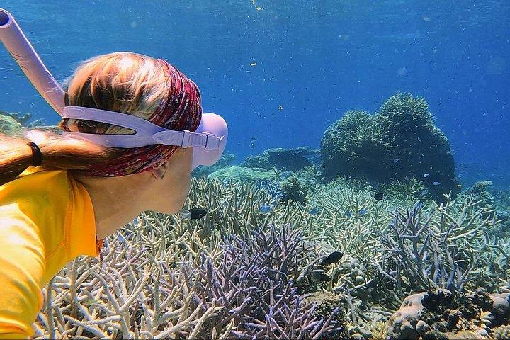 Halvdags snorkeltur til Great Barrier Reef