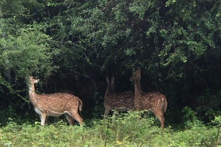 ウダワラウェ国立公園プライベートサファリツアー