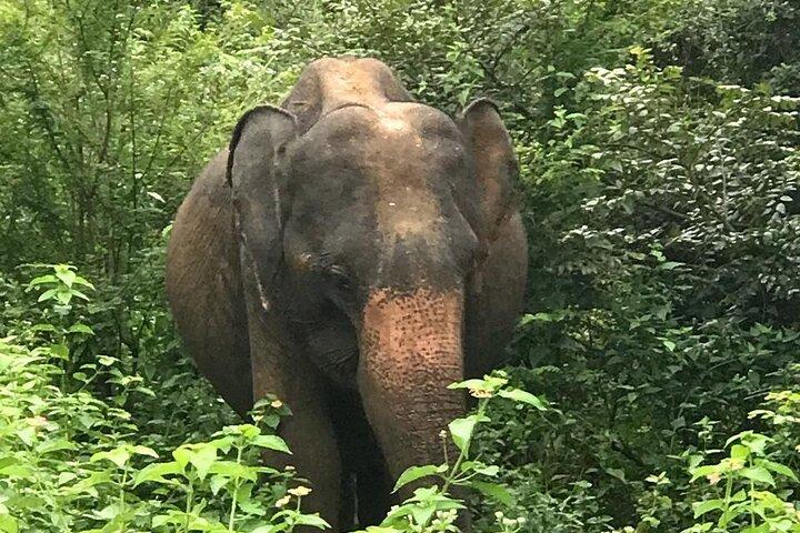 ウダワラウェ国立公園プライベートサファリツアー