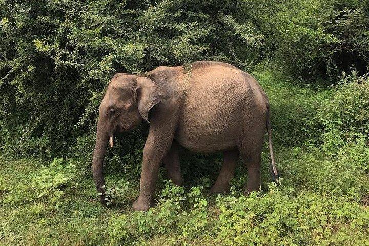 ウダワラウェ国立公園プライベートサファリツアー