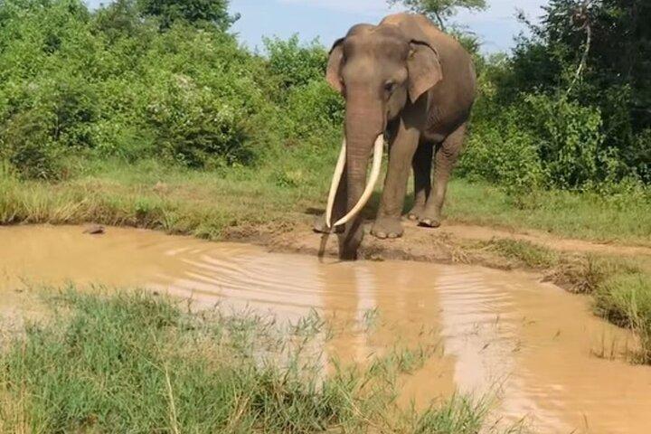 Private Safari-Tour durch den Udawalawe-Nationalpark
