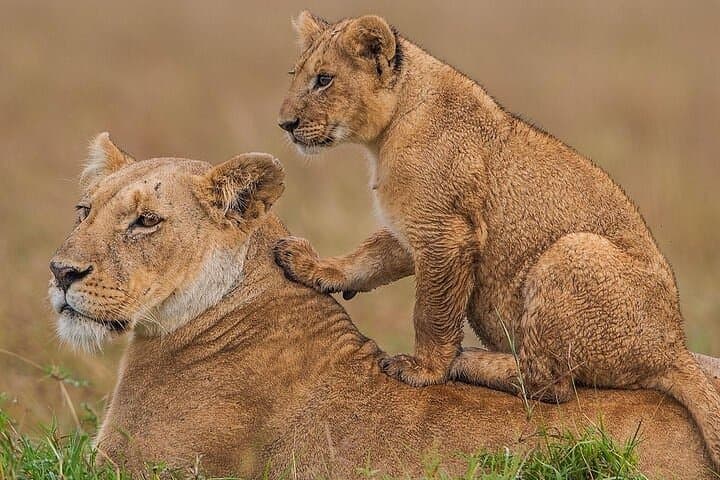 3 Days Masai Mara majesty safari from Nairobi