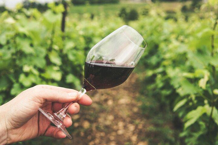 Esperienza di raccolta del vino di Cefalonia Robola