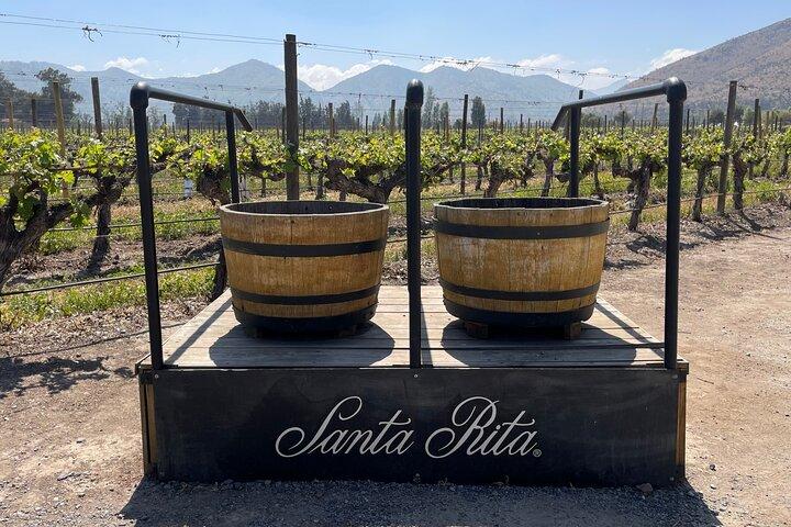 Tour Viña Santa Rita: History, Wine and Picnic Outdoors