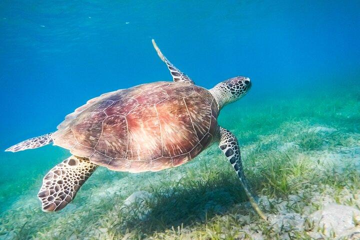 Cancún: Turtles do mar e Cenote Tour com Pick Up do seu hotel