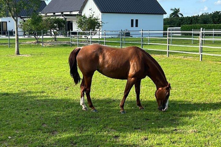 Équitation dans la campagne de Miami
