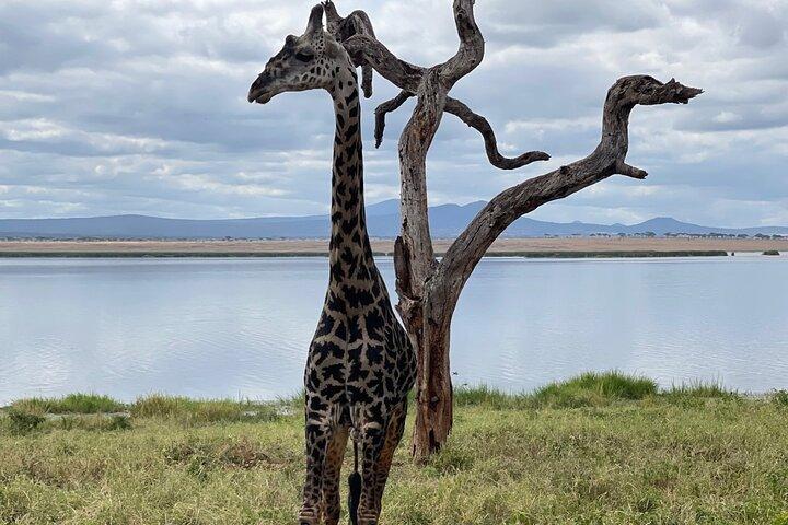Safari privado de 5 días por el norte de Tanzania, con salida de Arusha