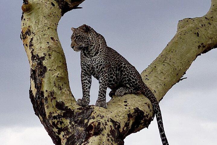 Safari privado de 5 días por el norte de Tanzania, con salida de Arusha