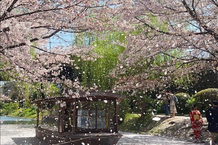 京都市桜プライベート観光ツアー