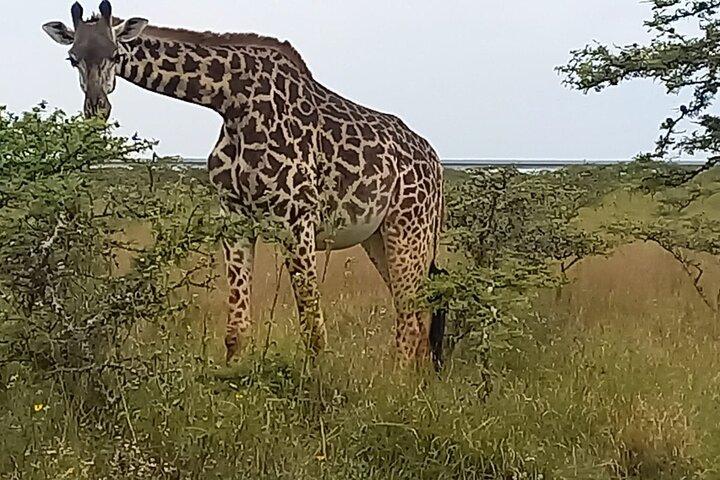 Parco nazionale di Nairobi: un'esperienza faunistica guidata