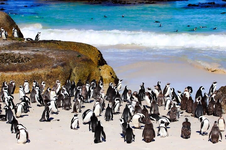 Cape of Good Hope and Penguins Half Day Tour