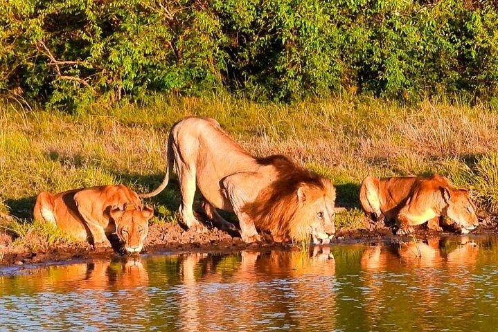 4 dagar 3 nätter Naivashasjön och Masai Mara Safari