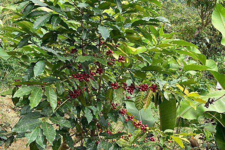 3 nivåer av Huatulco kaffe du har letat efter