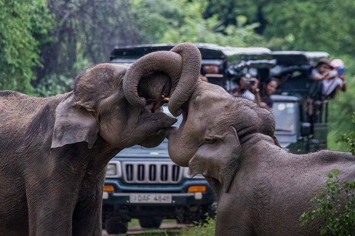 Safari in jeep a Udawalawe dalla zona di Bentota Aluthgama Berawula