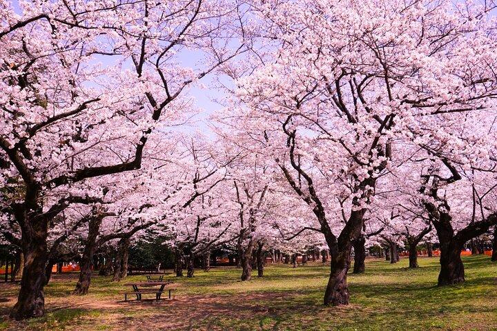 Cherry Blossom Season Tokyo Sakura picknick