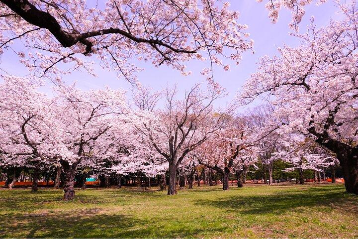 Cherry Blossom Season Tokyo Sakura picknick