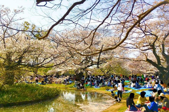 Cherry Blossom Season Tokyo Sakura picknick
