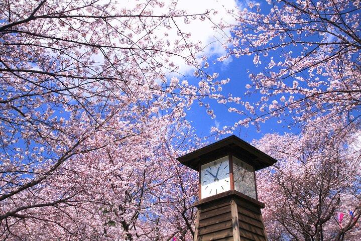 Cherry Blossom Season Tokyo Sakura picknick