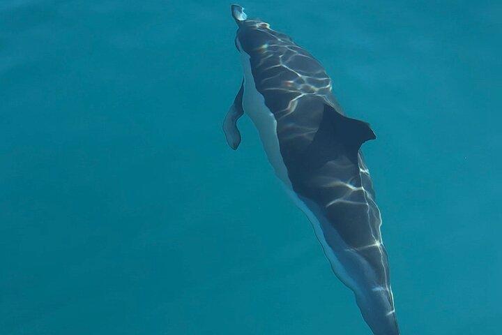 Private tour Catamaran Benalmádena: Dolphins, Cava & Fishing