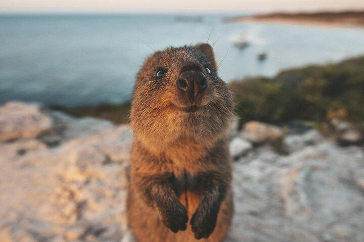 Rottnest Island Round-Trip Ferry from Perth