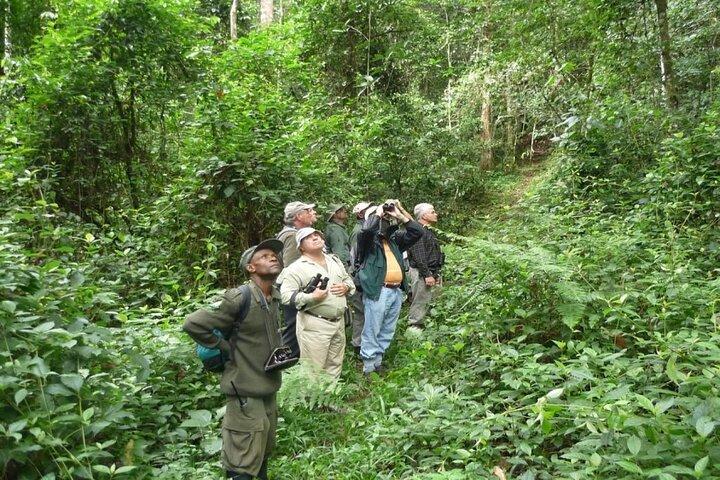 5 dage Rwanda Gorilla, Chimpanze og Game Safari