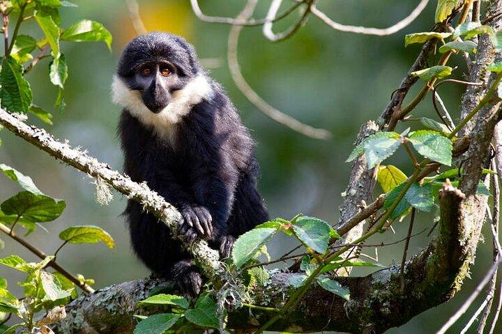 3-dagars lyxgorilla och schimpansvandring i Rwanda