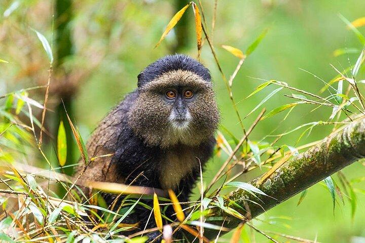 3-dagars lyxgorilla och schimpansvandring i Rwanda