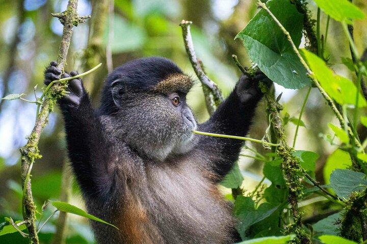 3-dagars lyxgorilla och schimpansvandring i Rwanda