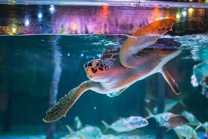 SEA LIFE Bangkok Ocean World Ticket