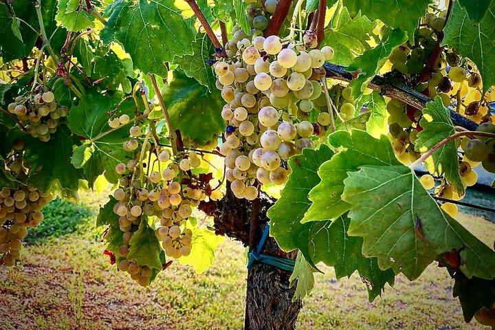 Istria Tour enológico de ocio por la Toscana croata con almuerzo