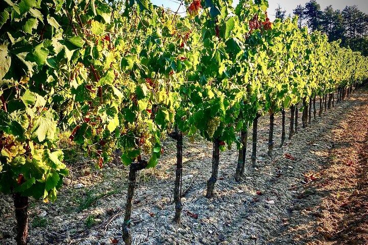 Istria Tour enológico de ocio por la Toscana croata con almuerzo