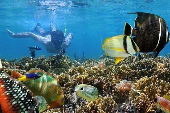 Mnemba Island Marine Safari Snorkeling and Dolphin Watching