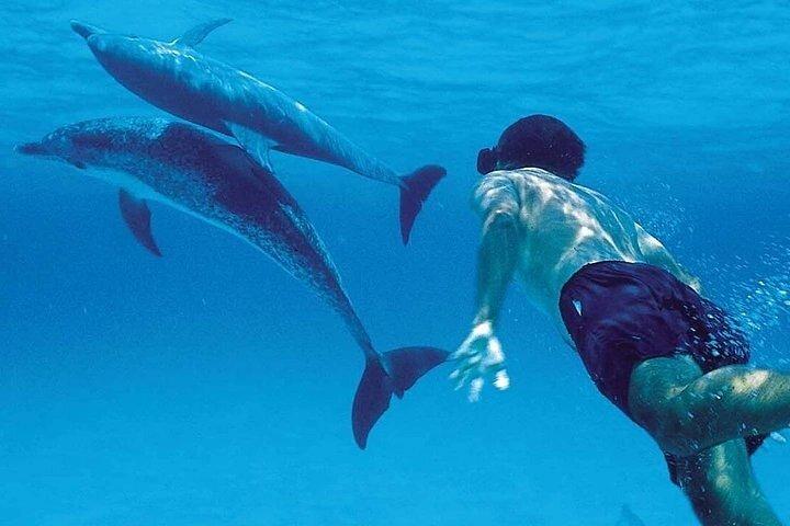 Mnemba Island Safari Marinho Snorkeling e observação de golfinhos