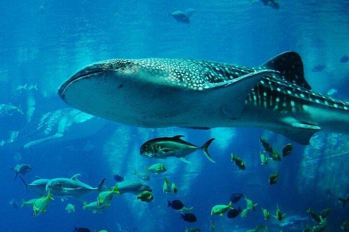 Mnemba Island Safari Marinho Snorkeling e observação de golfinhos