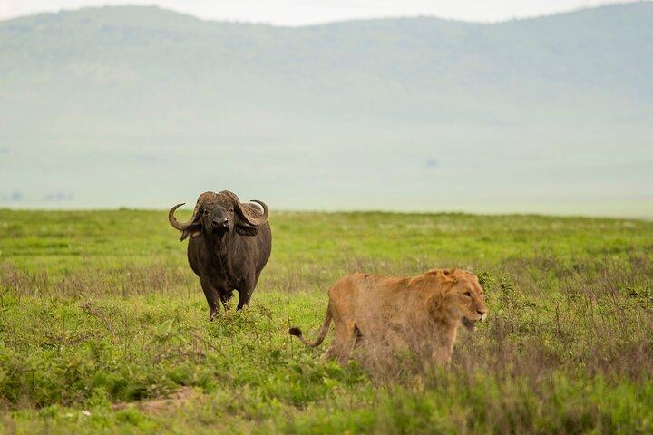Safari privado de 3 días en Mid-Range Lodge