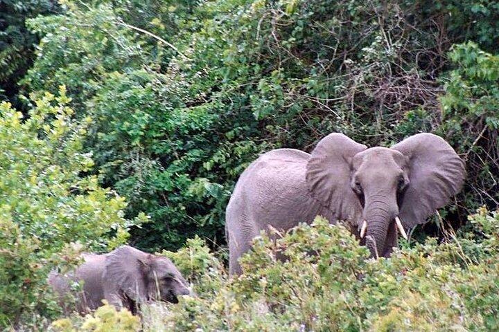 Excursão de dia em Shimba Hills saindo de Mombasa / Diani