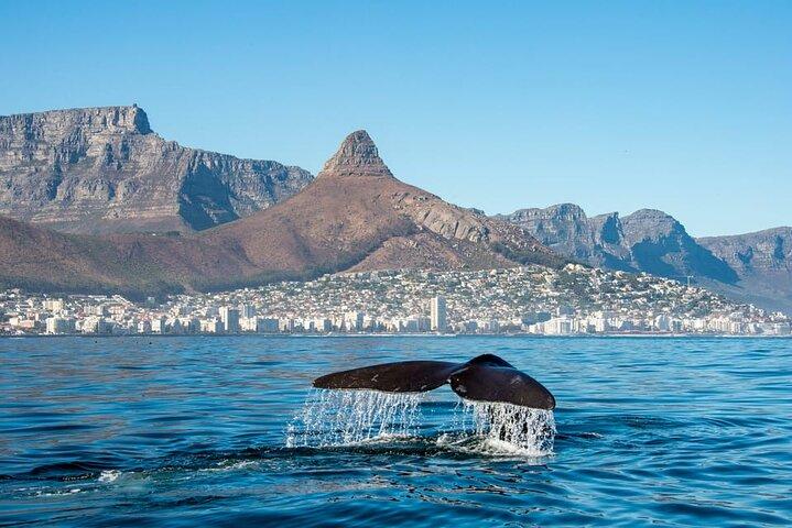 Hvalsafari fra Cape Town
