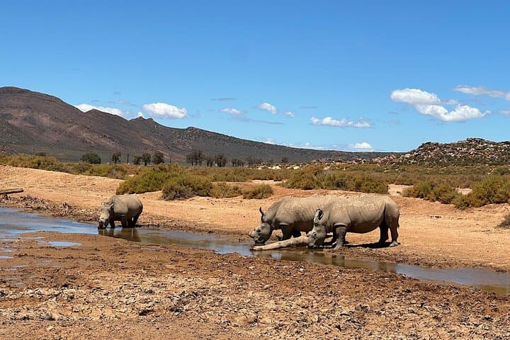 Aquila Game Reserve Safari with Park Fees Transport and Lunch