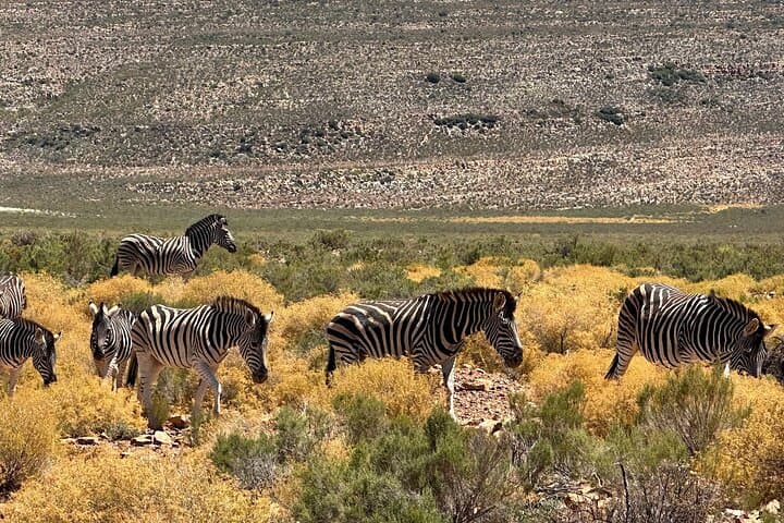 Aquila Game Reserve Safari with Park Fees Transport and Lunch
