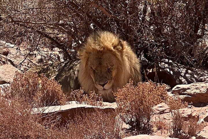 Aquila Game Reserve Safari with Park Fees Transport and Lunch