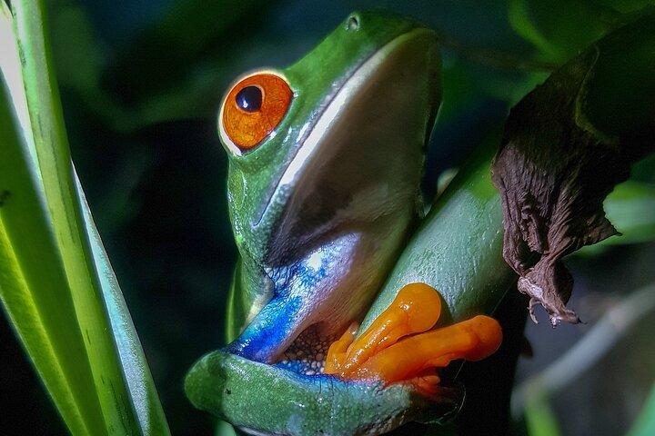 Nat tur La Fortuna